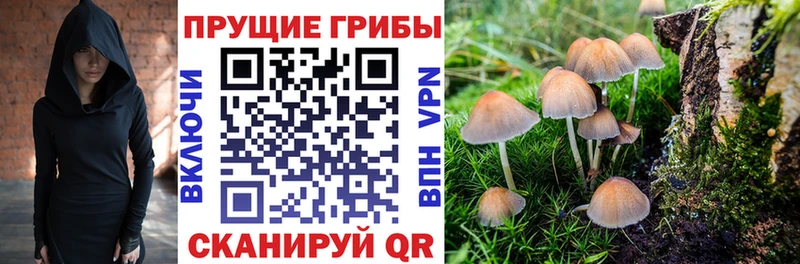 гидра как зайти  Любань  Псилоцибиновые грибы мицелий 